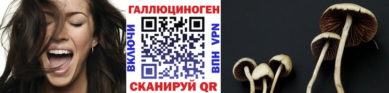 где продают   Ленинск  Галлюциногенные грибы Cubensis 